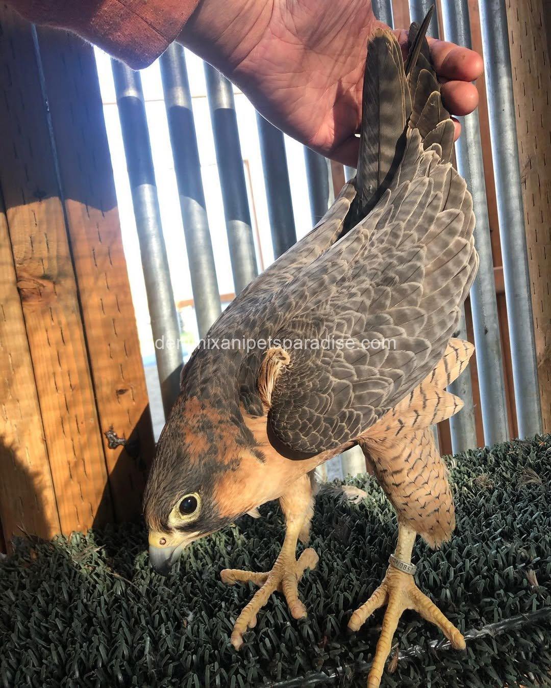 BarBary Falcon baby 1 BarBary Falcon baby