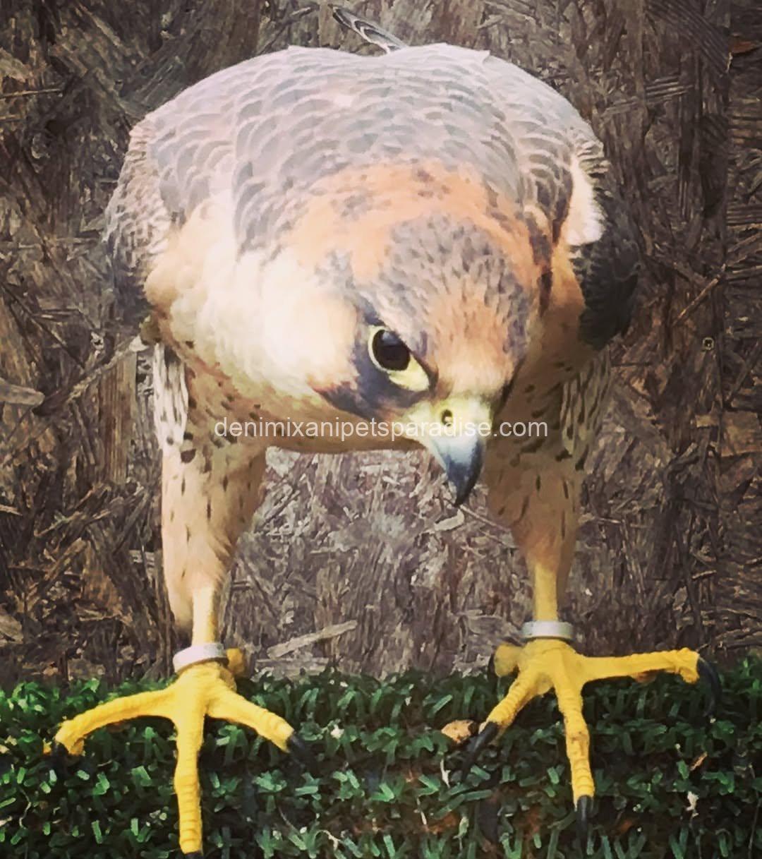 BarBary Falcon baby 3 BarBary Falcon baby - Image 3