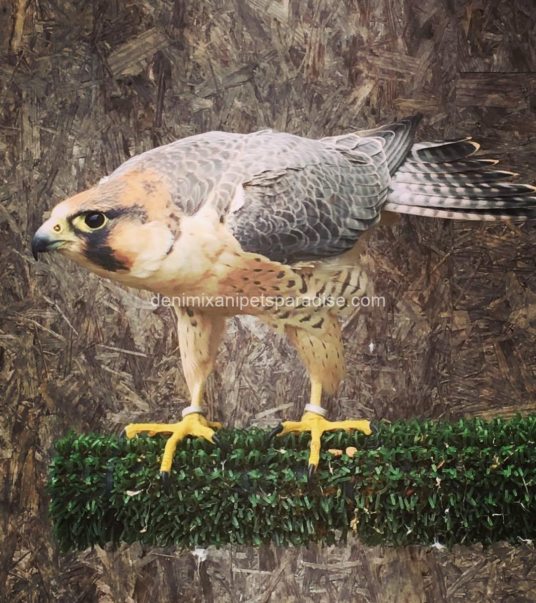 BarBary Falcon baby 2 BarBary Falcon baby - Image 2