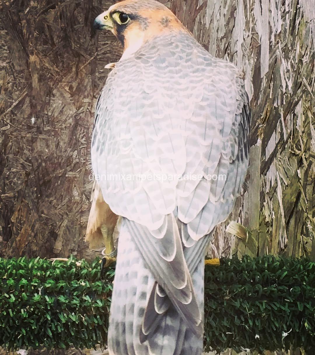 BarBary Falcon baby 4 BarBary Falcon baby - Image 4