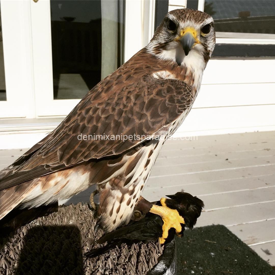 Adorable Prairie Falcon Baby 8 Adorable Prairie Falcon Baby - Image 8
