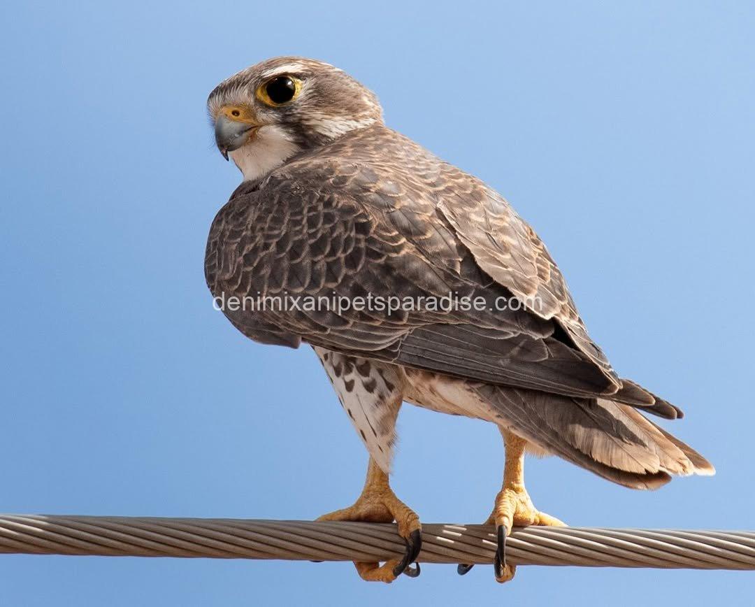 Adorable Prairie Falcon Baby 5 Adorable Prairie Falcon Baby - Image 5