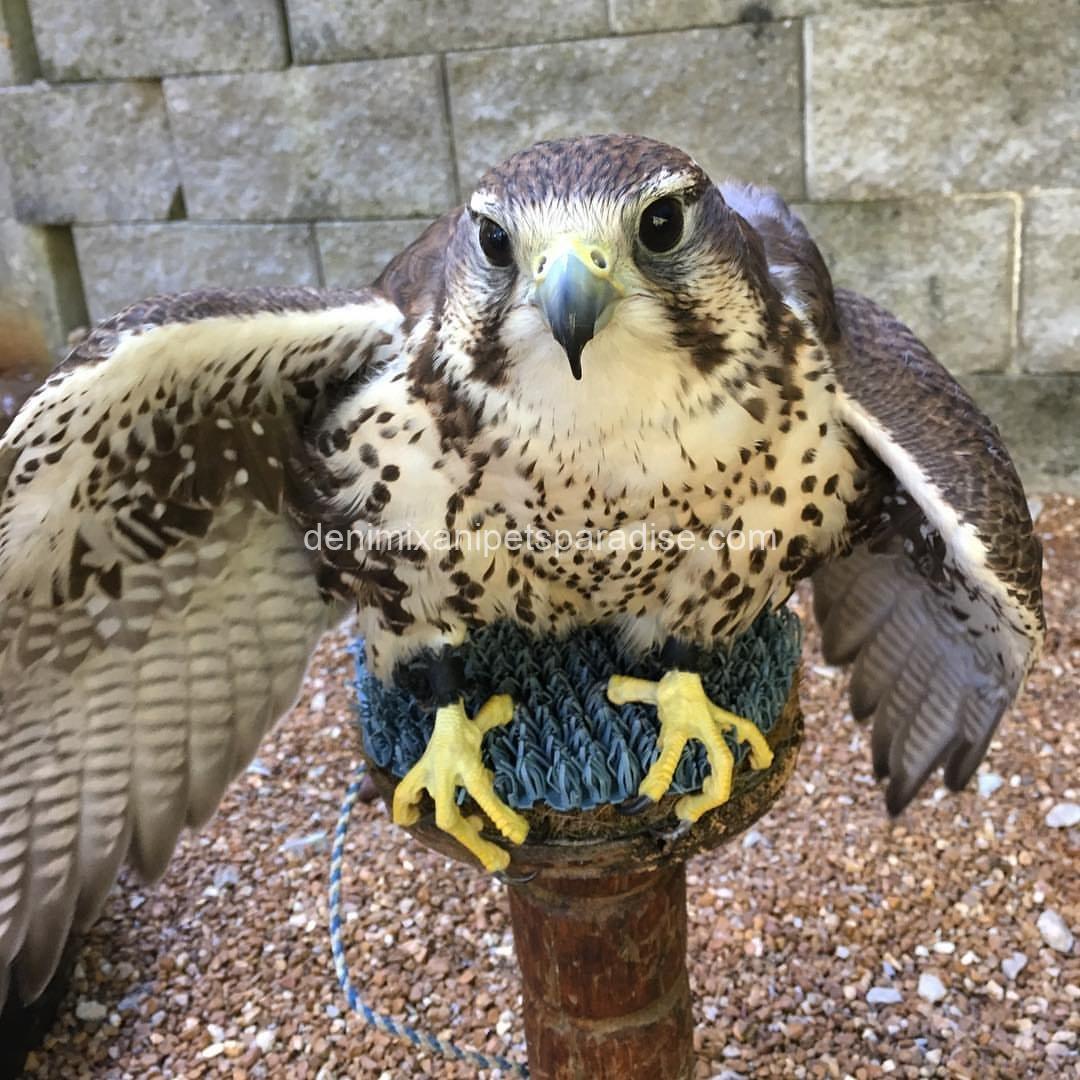 Adorable Prairie Falcon Baby 2 Adorable Prairie Falcon Baby - Image 2