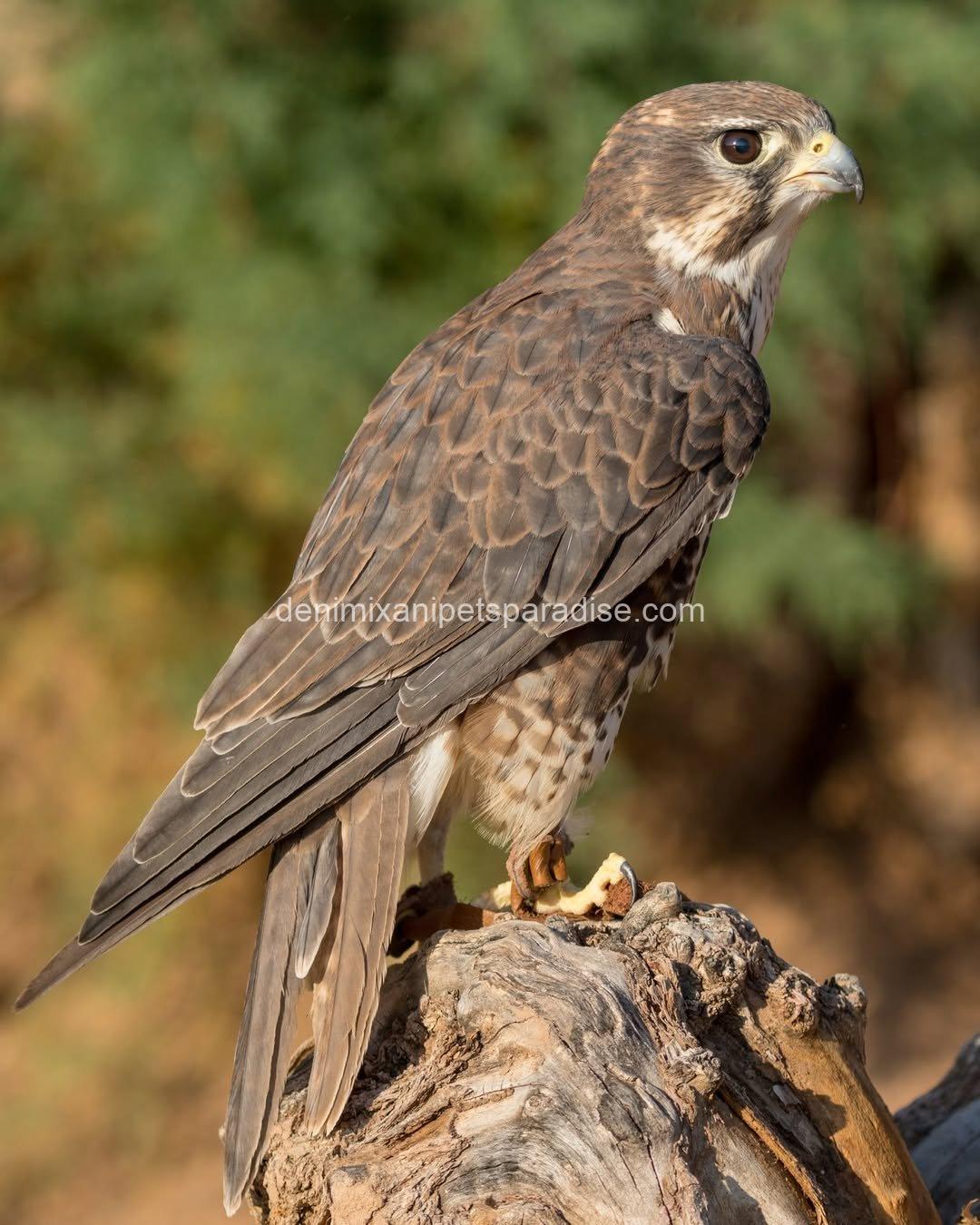 Adorable Prairie Falcon Baby 7 Adorable Prairie Falcon Baby - Image 7