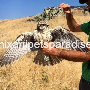 Adorable Prairie Falcon Baby