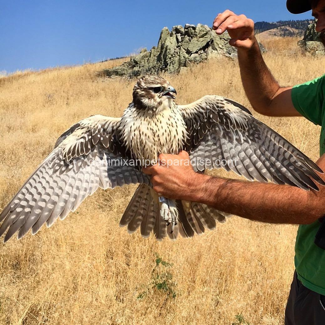 Adorable Prairie Falcon Baby 1 Adorable Prairie Falcon Baby
