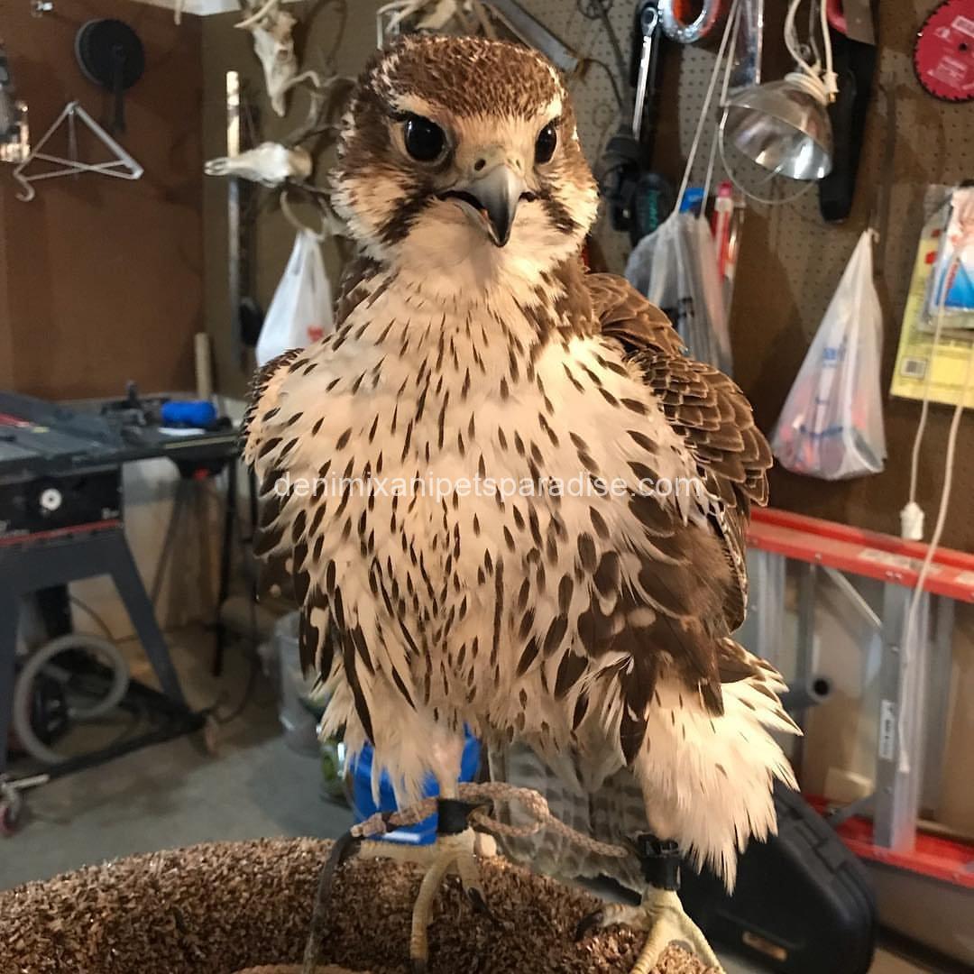 Adorable Prairie Falcon Baby 4 Adorable Prairie Falcon Baby - Image 4