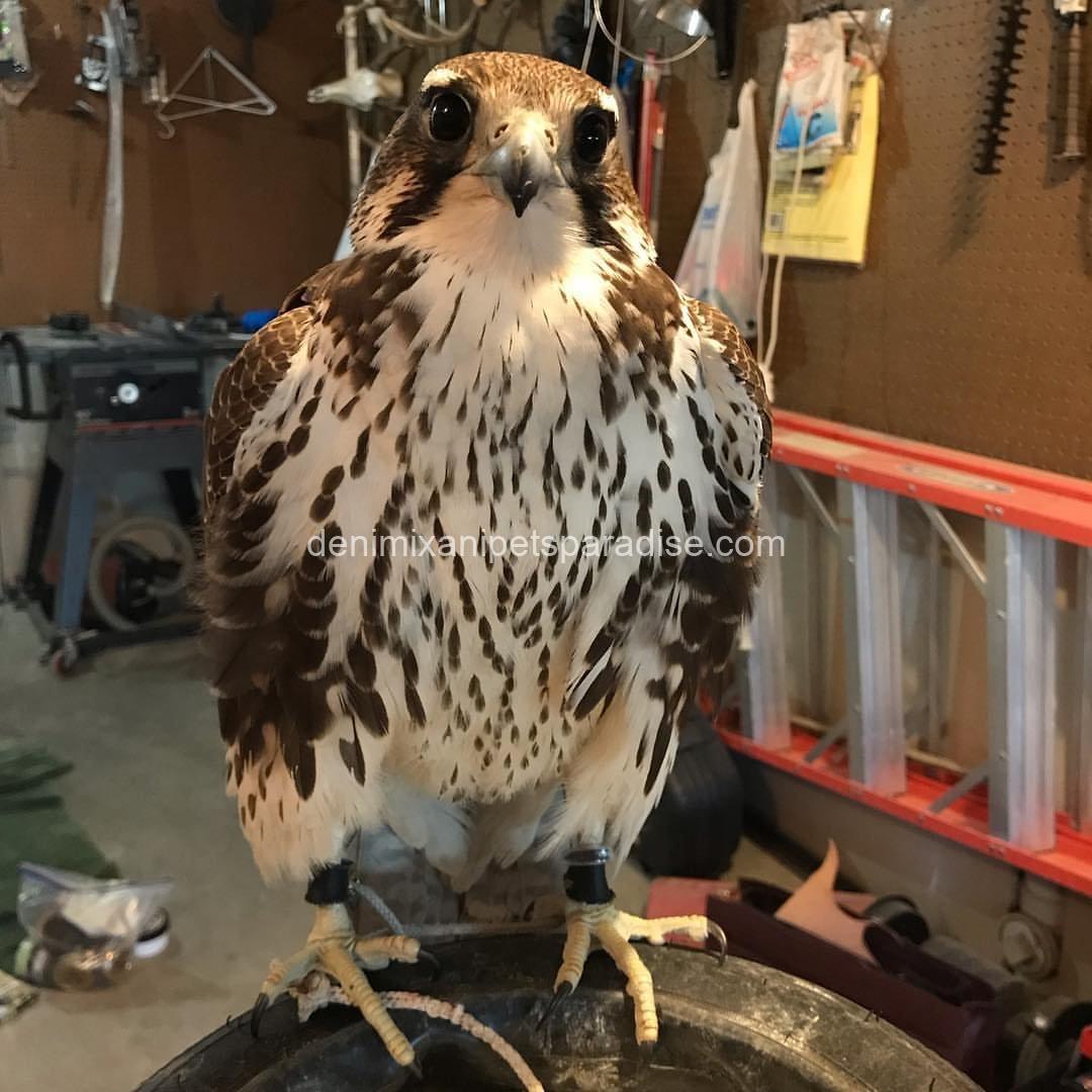 Adorable Prairie Falcon Baby 3 Adorable Prairie Falcon Baby - Image 3