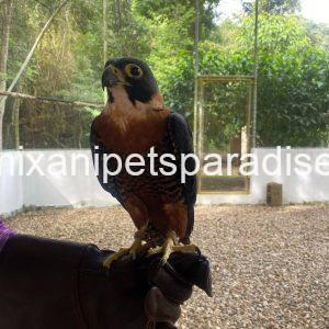 Orange breasted Falcon Baby