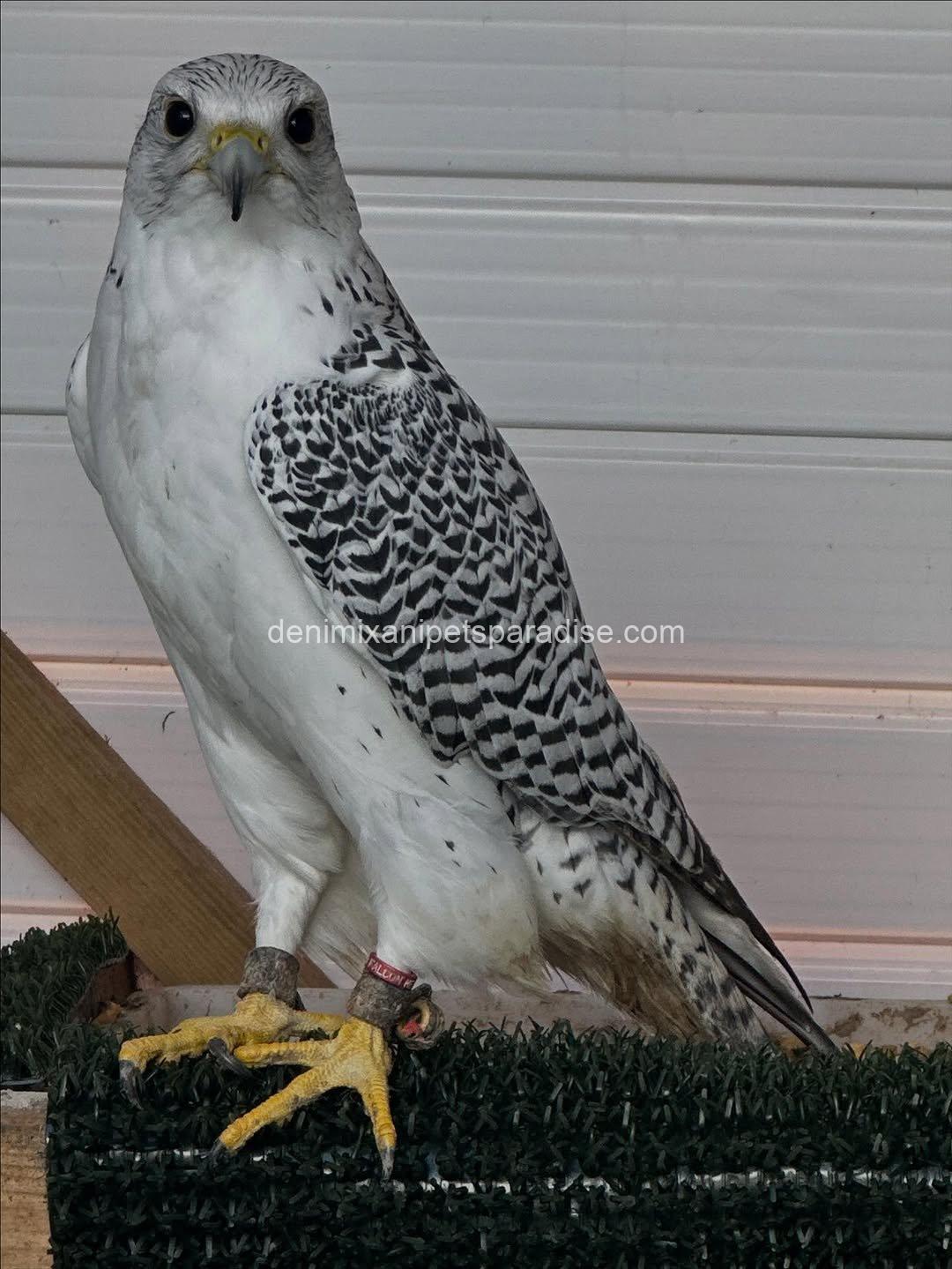 White Gyr Falcon for Adoption 4 White Gyr Falcon for Adoption - Image 4