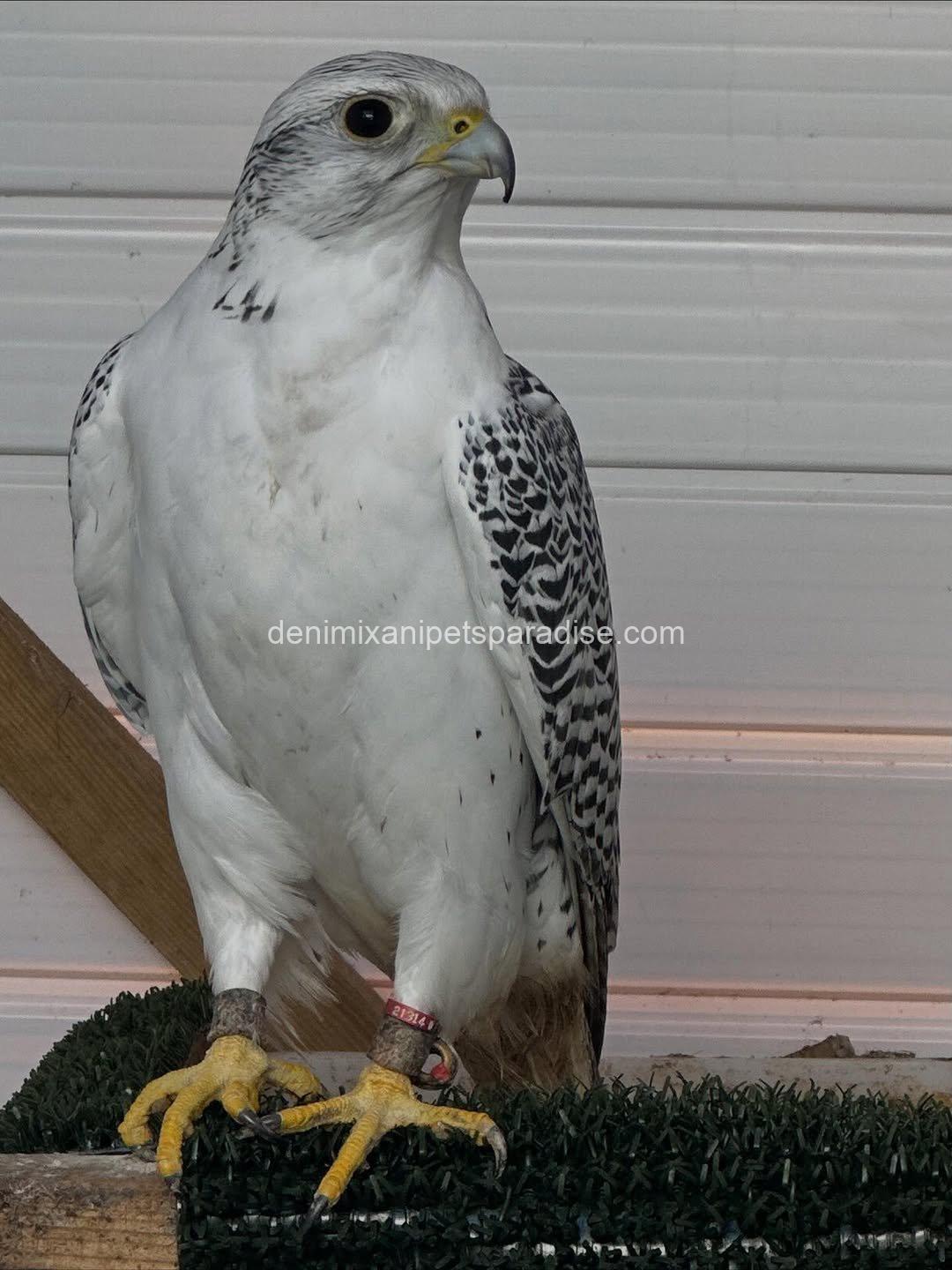 White Gyr Falcon for Adoption 3 White Gyr Falcon for Adoption - Image 3