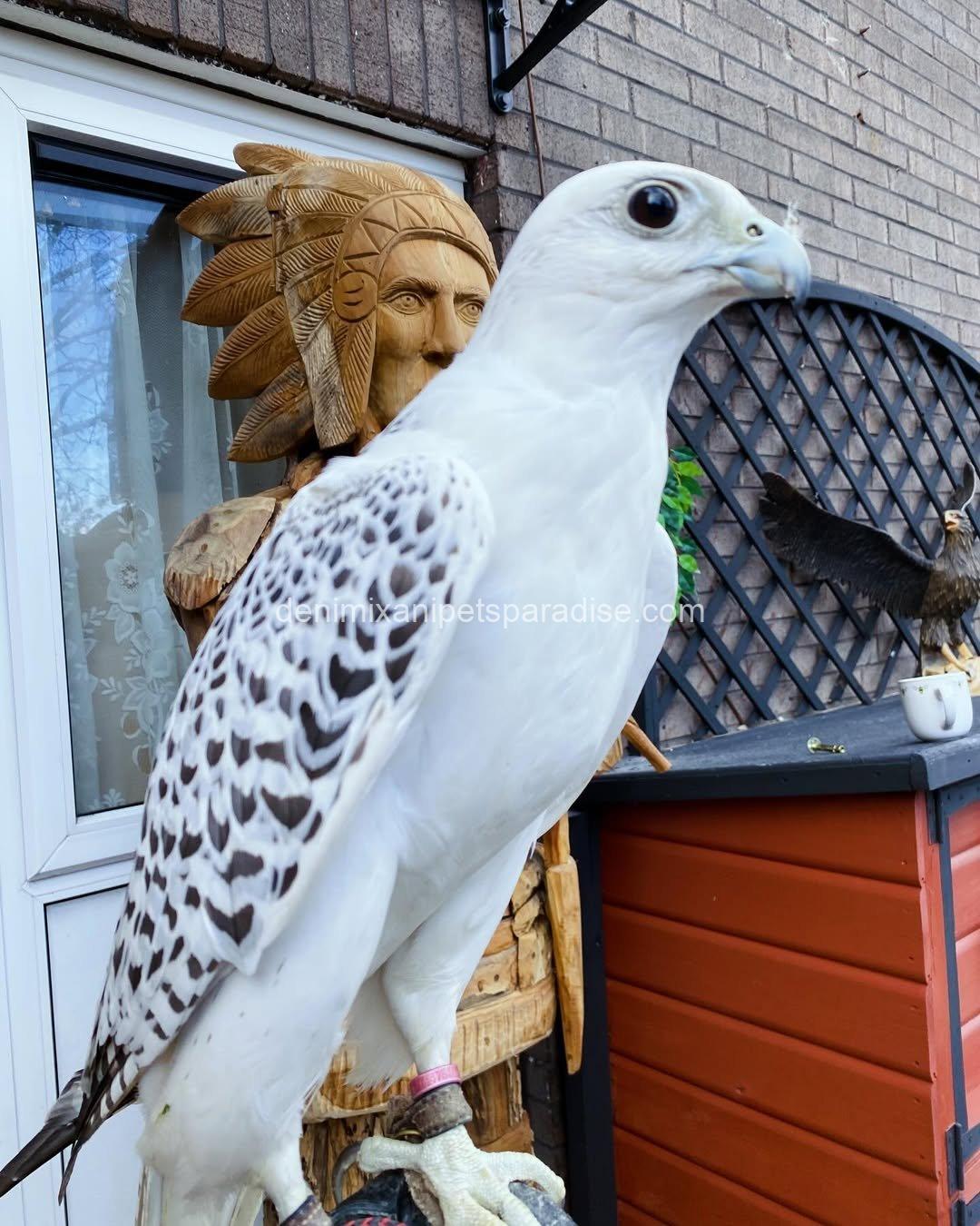 White Gyr Falcon for Adoption 7 White Gyr Falcon for Adoption - Image 7