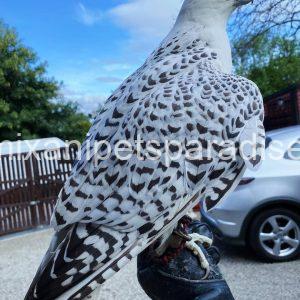 White Gyr Falcon for Adoption