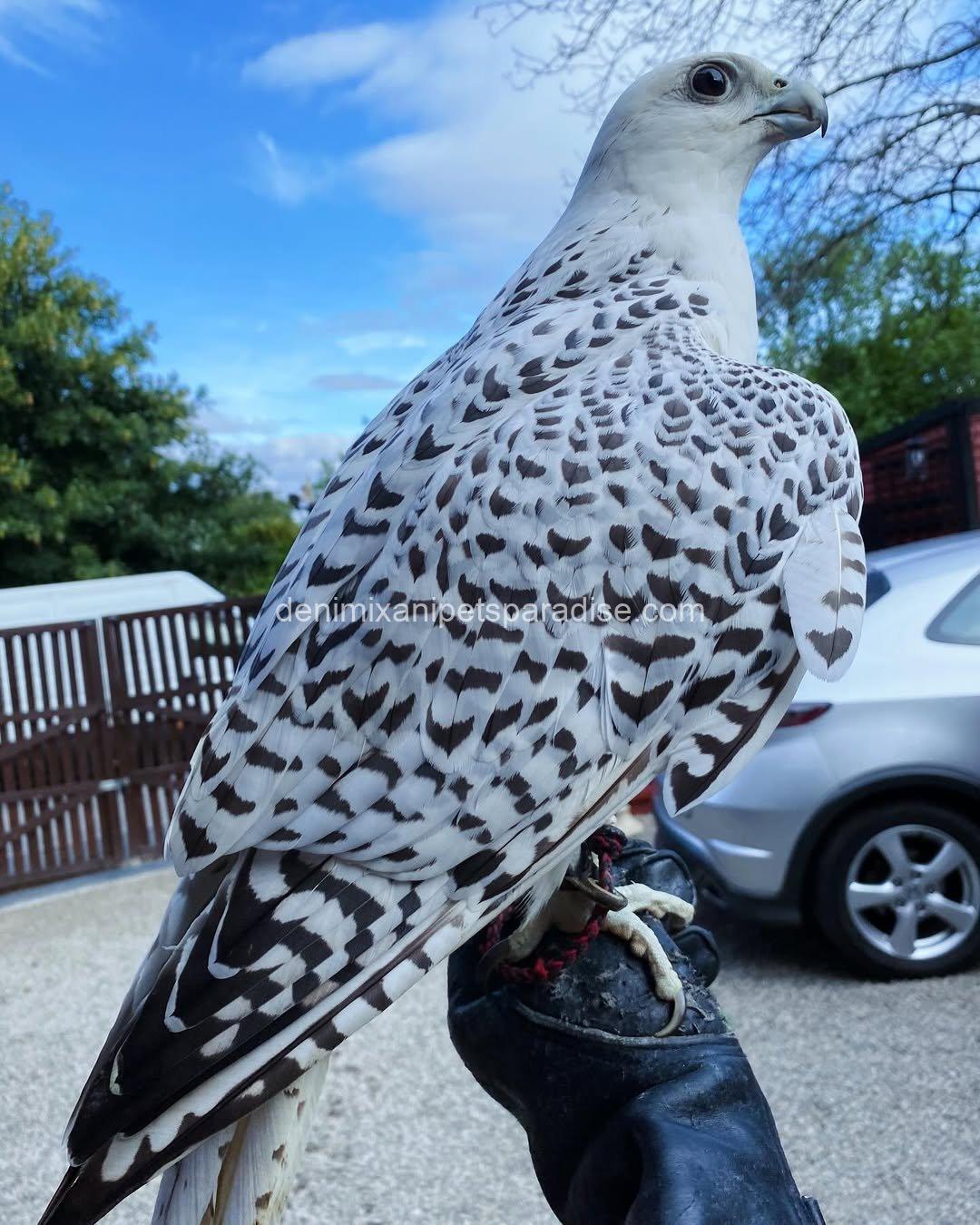 White Gyr Falcon for Adoption 1 White Gyr Falcon for Adoption