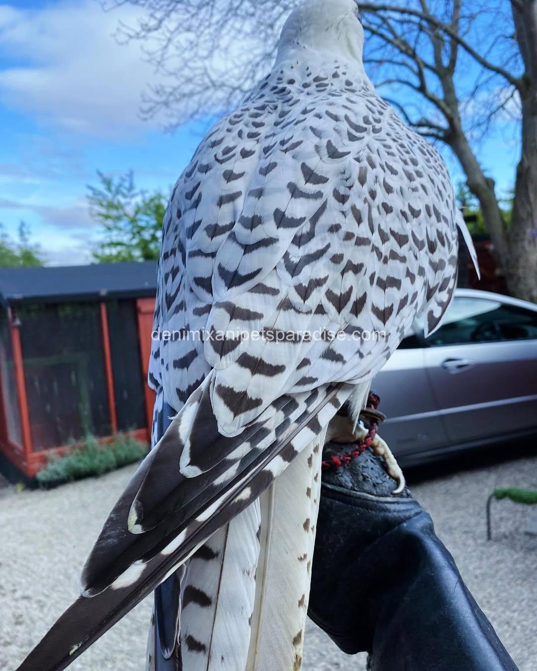 White Gyr Falcon for Adoption 2 White Gyr Falcon for Adoption - Image 2