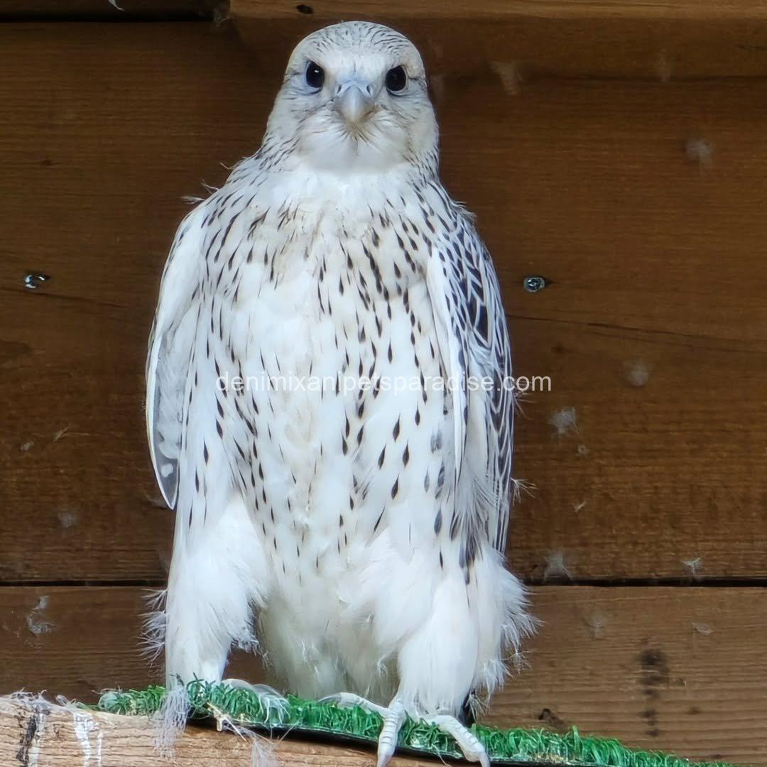 White Gyr Falcon for Adoption 6 White Gyr Falcon for Adoption - Image 6