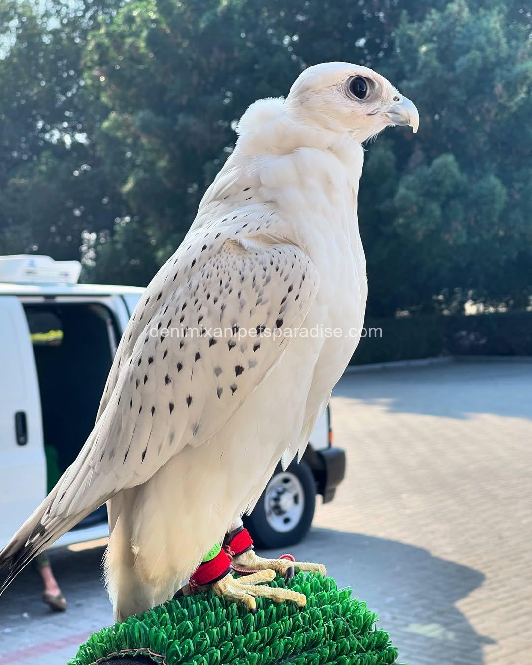 White Gyr Falcon for Adoption 5 White Gyr Falcon for Adoption - Image 5