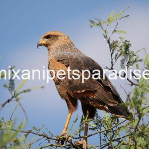 Lovely Savanna Hawk