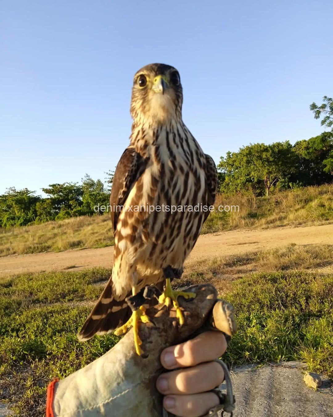 Friendly Marlin Falcon 5 Friendly Marlin Falcon - Image 5