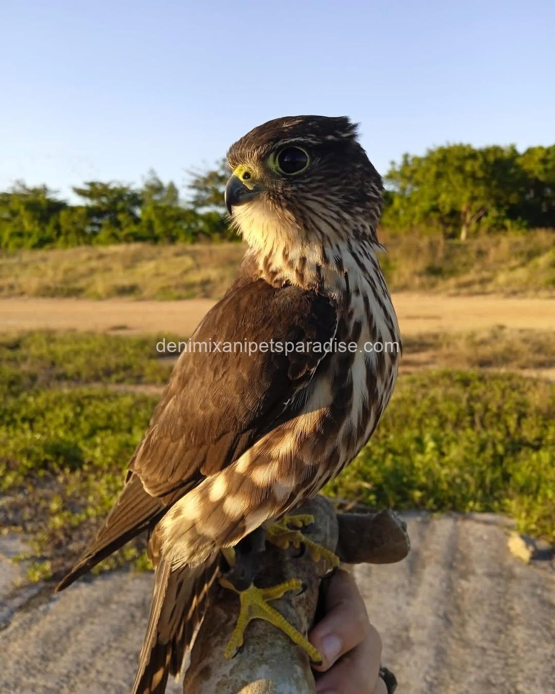 Friendly Marlin Falcon 3 Friendly Marlin Falcon - Image 3