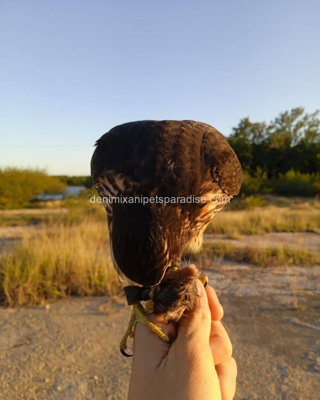 Friendly Marlin Falcon 8 Friendly Marlin Falcon - Image 8