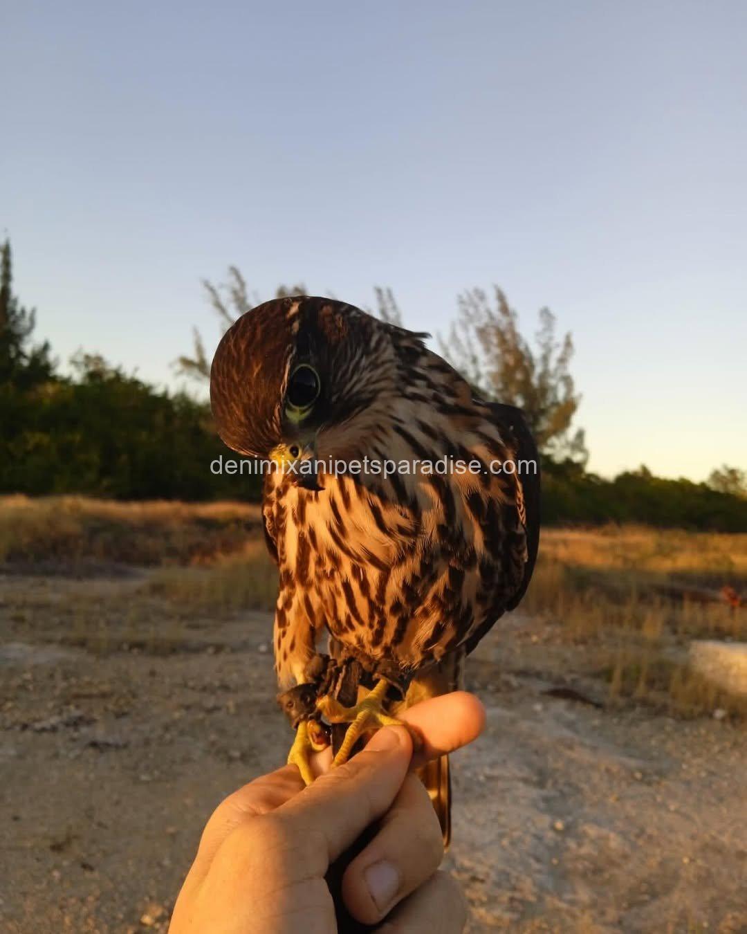 Friendly Marlin Falcon 7 Friendly Marlin Falcon - Image 7