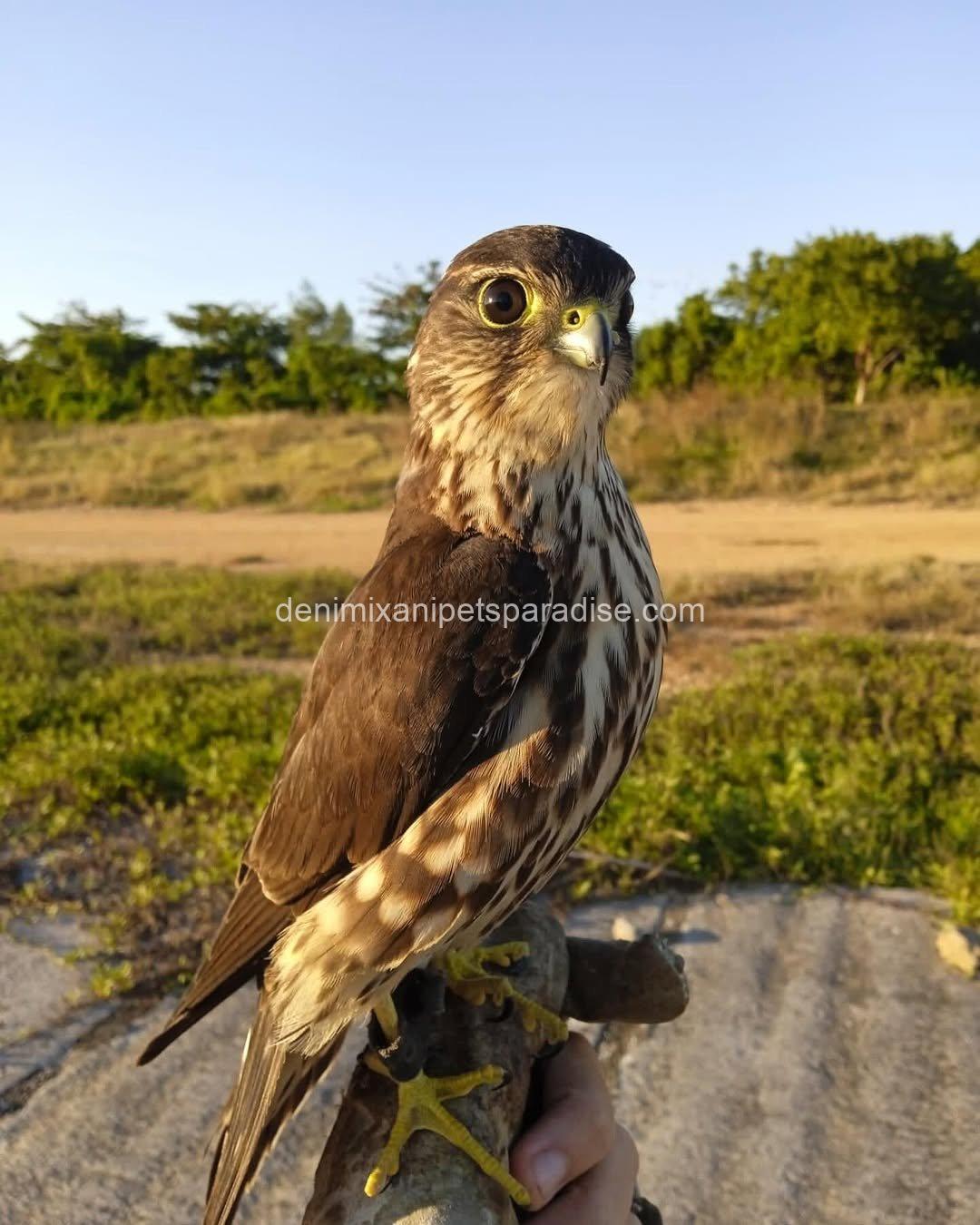 Friendly Marlin Falcon 4 Friendly Marlin Falcon - Image 4