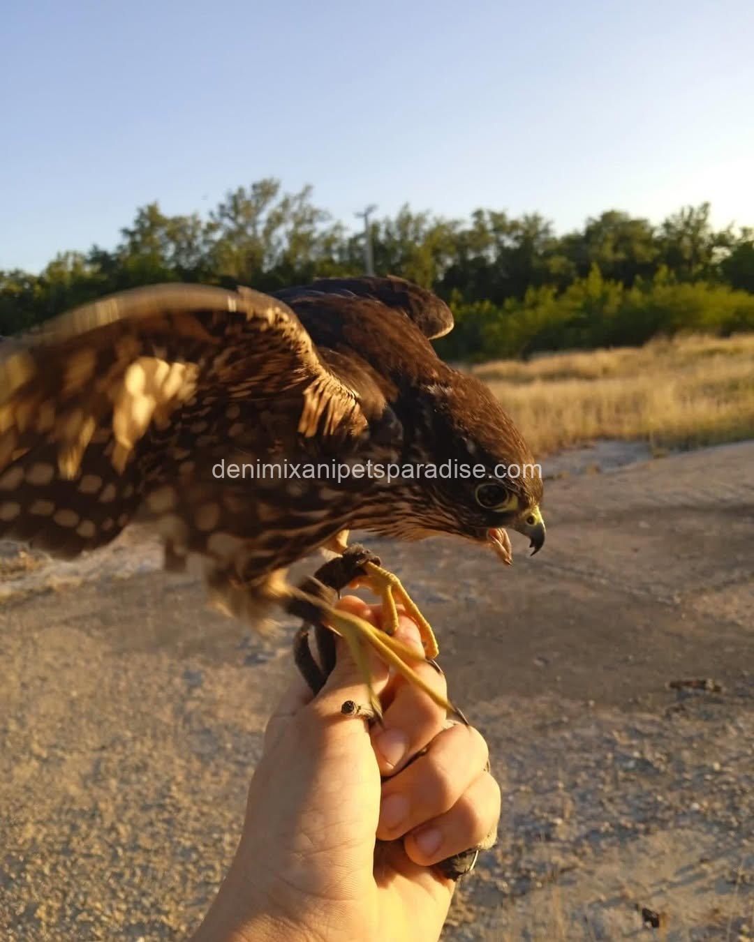 Friendly Marlin Falcon 6 Friendly Marlin Falcon - Image 6