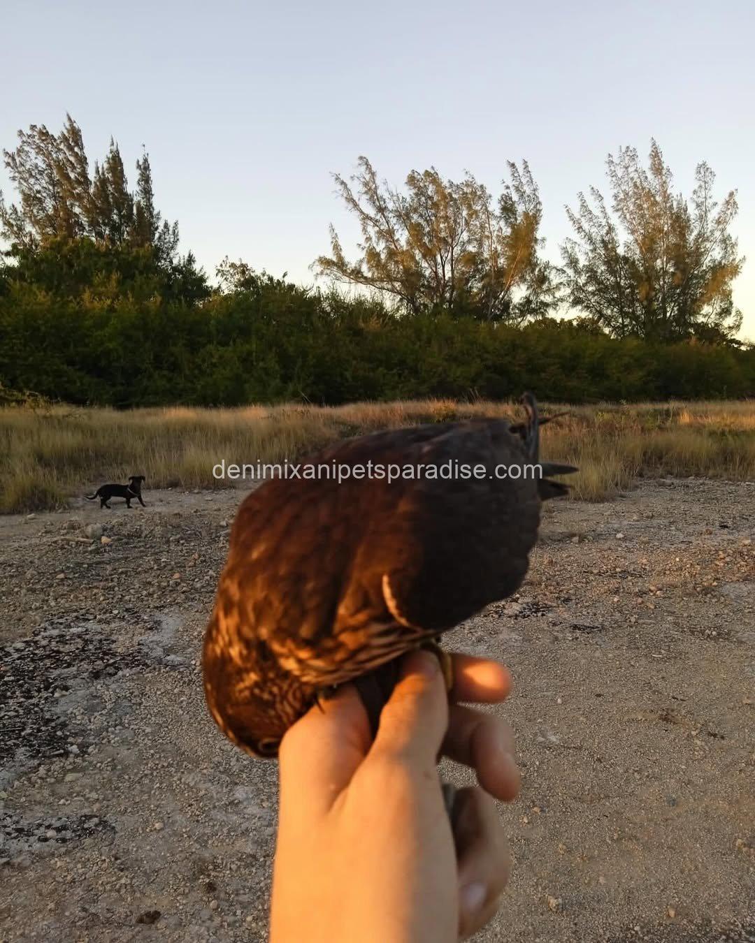 Friendly Marlin Falcon 10 Friendly Marlin Falcon - Image 10