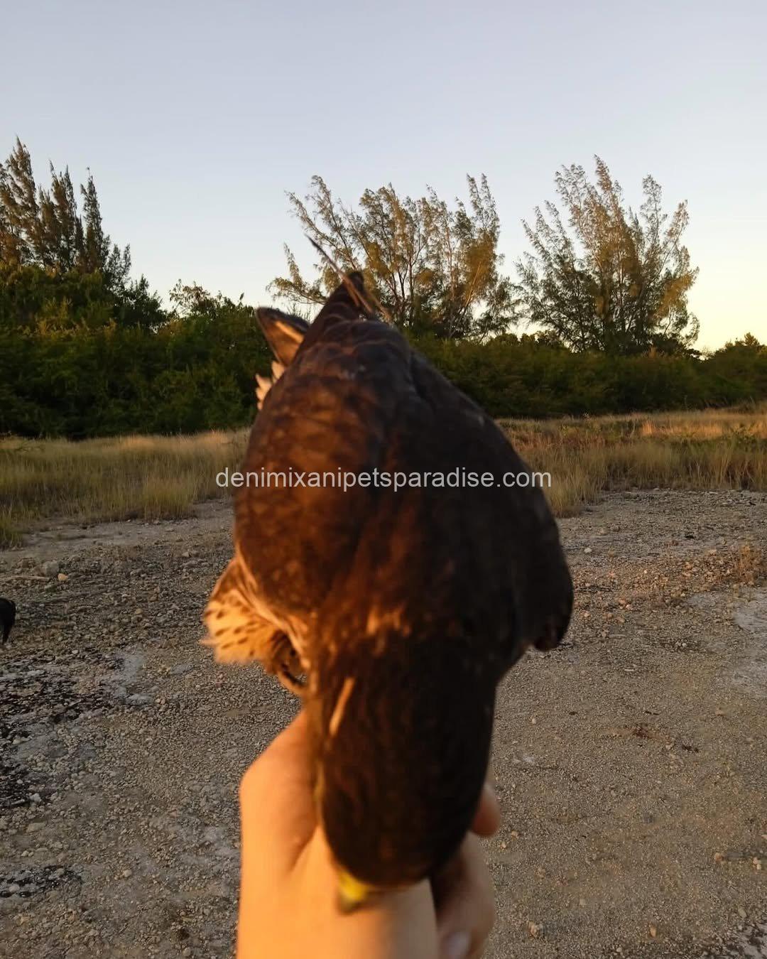 Friendly Marlin Falcon 9 Friendly Marlin Falcon - Image 9