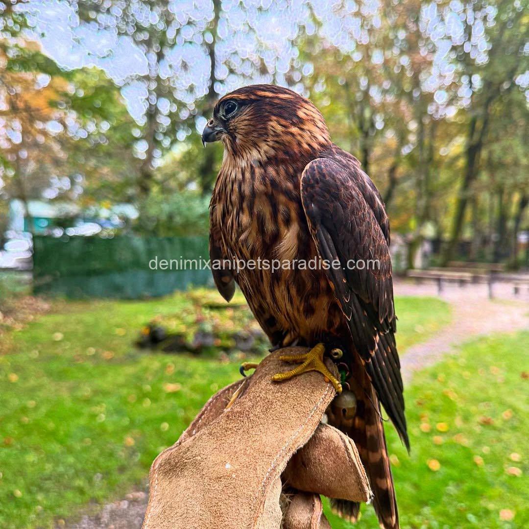 Friendly Marlin Falcon 2 Friendly Marlin Falcon - Image 2