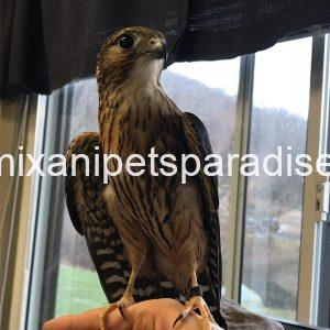 Friendly Marlin Falcon