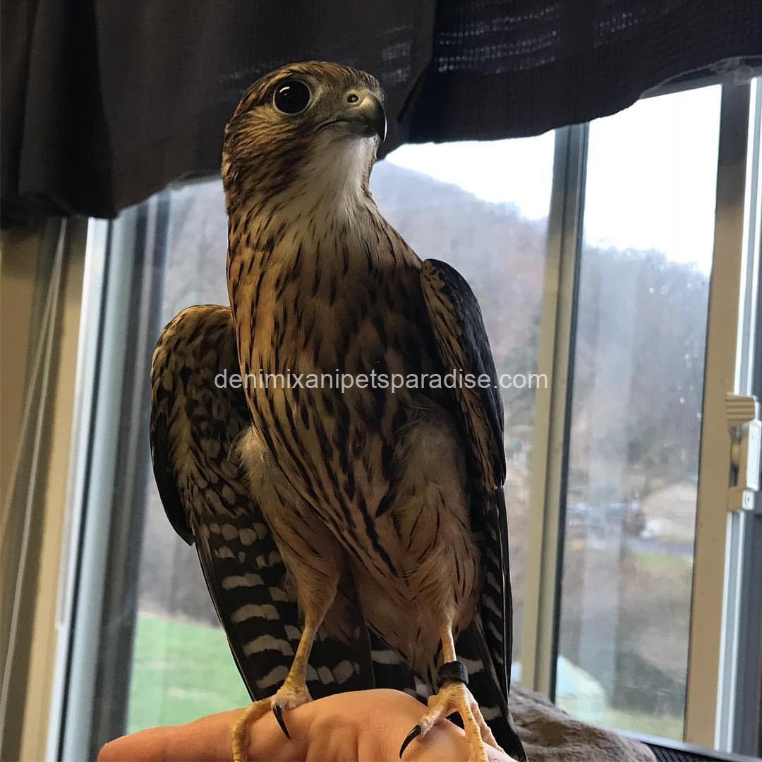 Friendly Marlin Falcon 1 Friendly Marlin Falcon