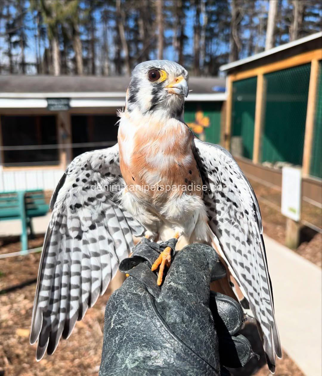 American Kestrel Falcon Baby's 4 American Kestrel Falcon Baby's - Image 4