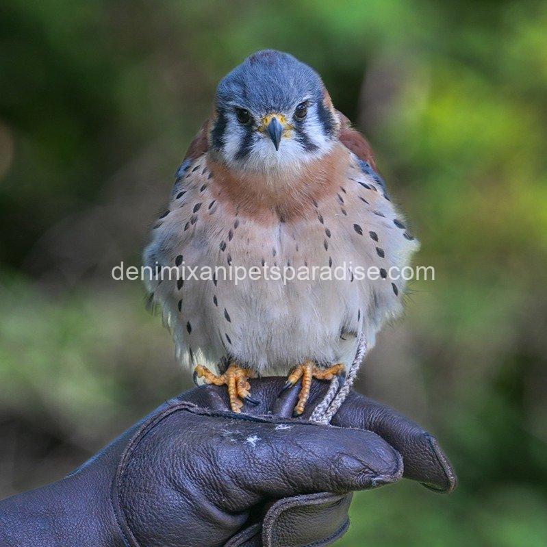 American Kestrel Falcon Baby's 5 American Kestrel Falcon Baby's - Image 5