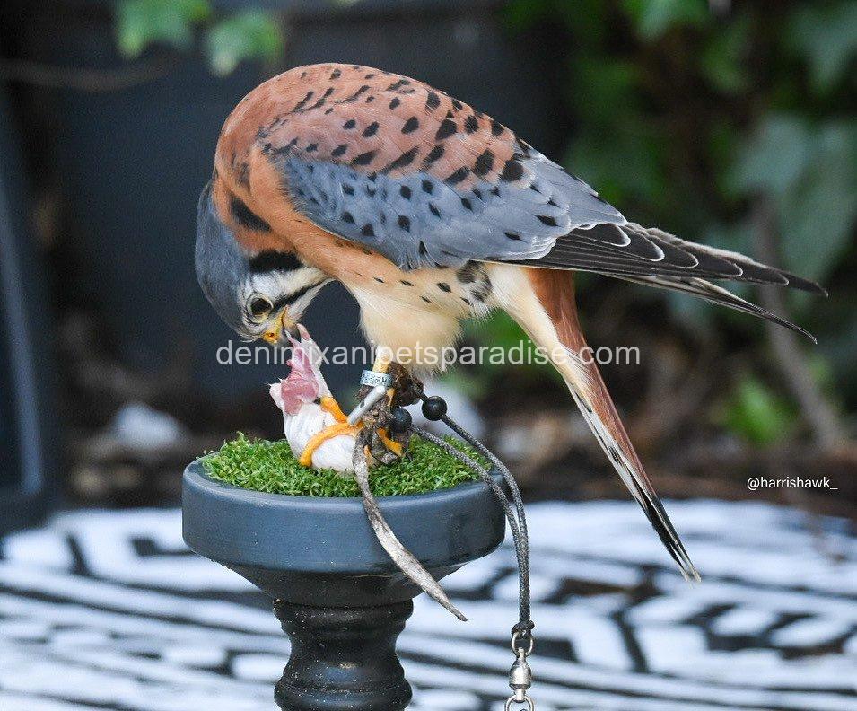 American Kestrel Falcon Baby's 6 American Kestrel Falcon Baby's - Image 6