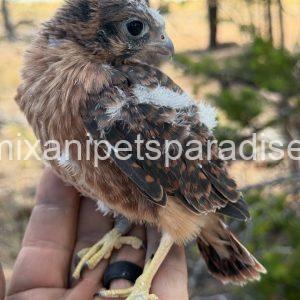 American Kestrel Falcon Baby's