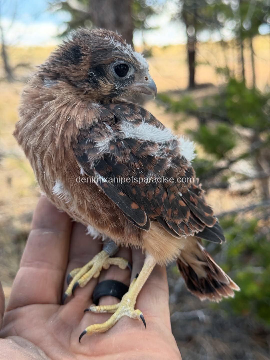 American Kestrel Falcon Baby's 1 American Kestrel Falcon Baby's