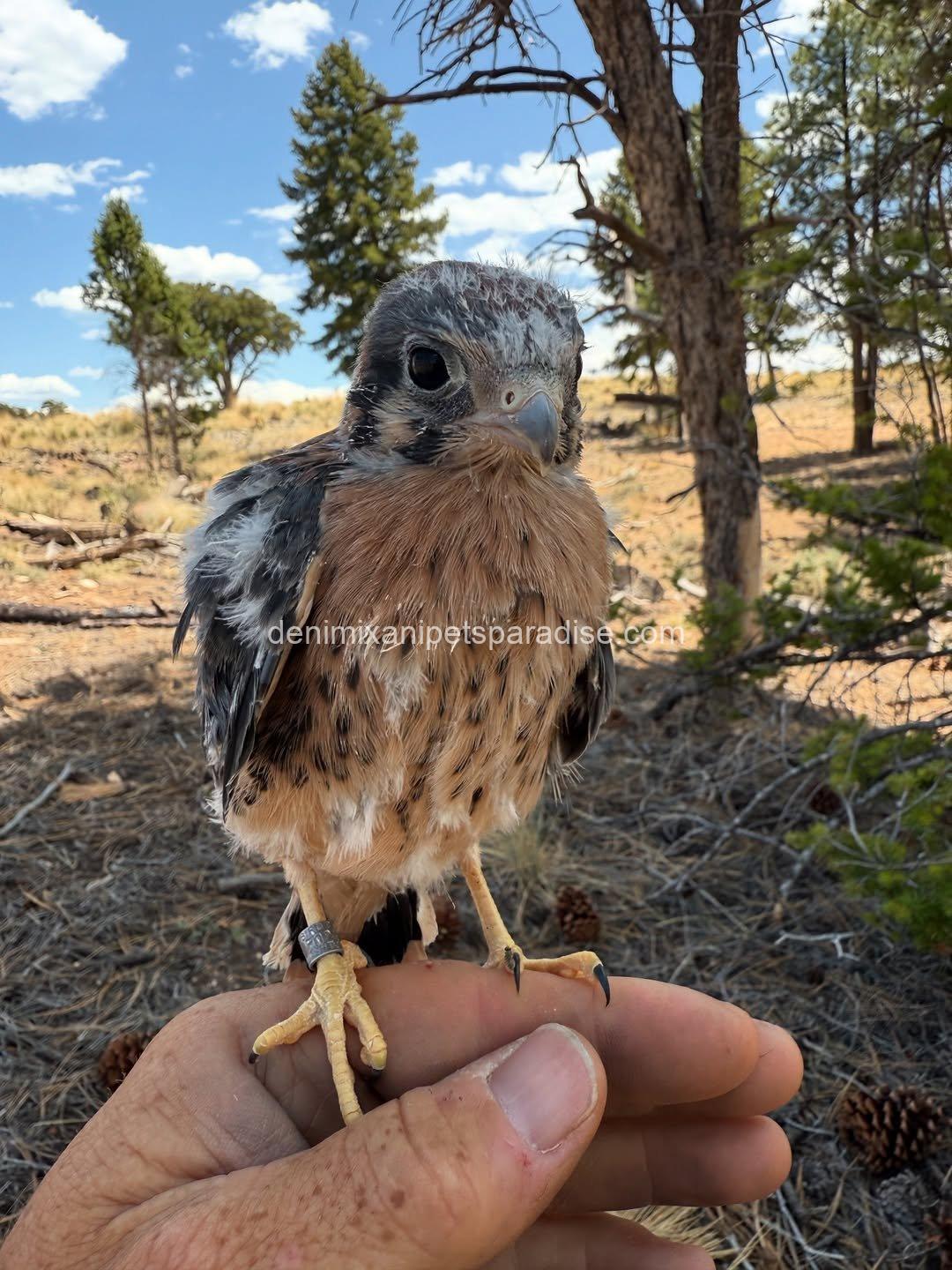 American Kestrel Falcon Baby's 3 American Kestrel Falcon Baby's - Image 3