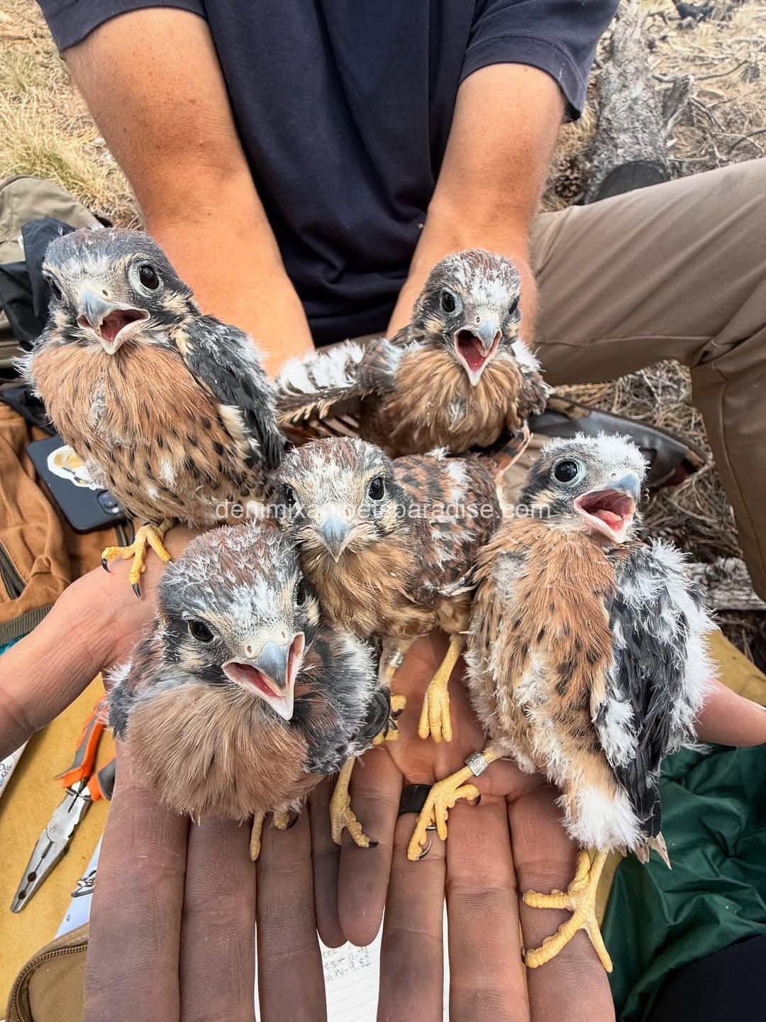 American Kestrel Falcon Baby's 2 American Kestrel Falcon Baby's - Image 2