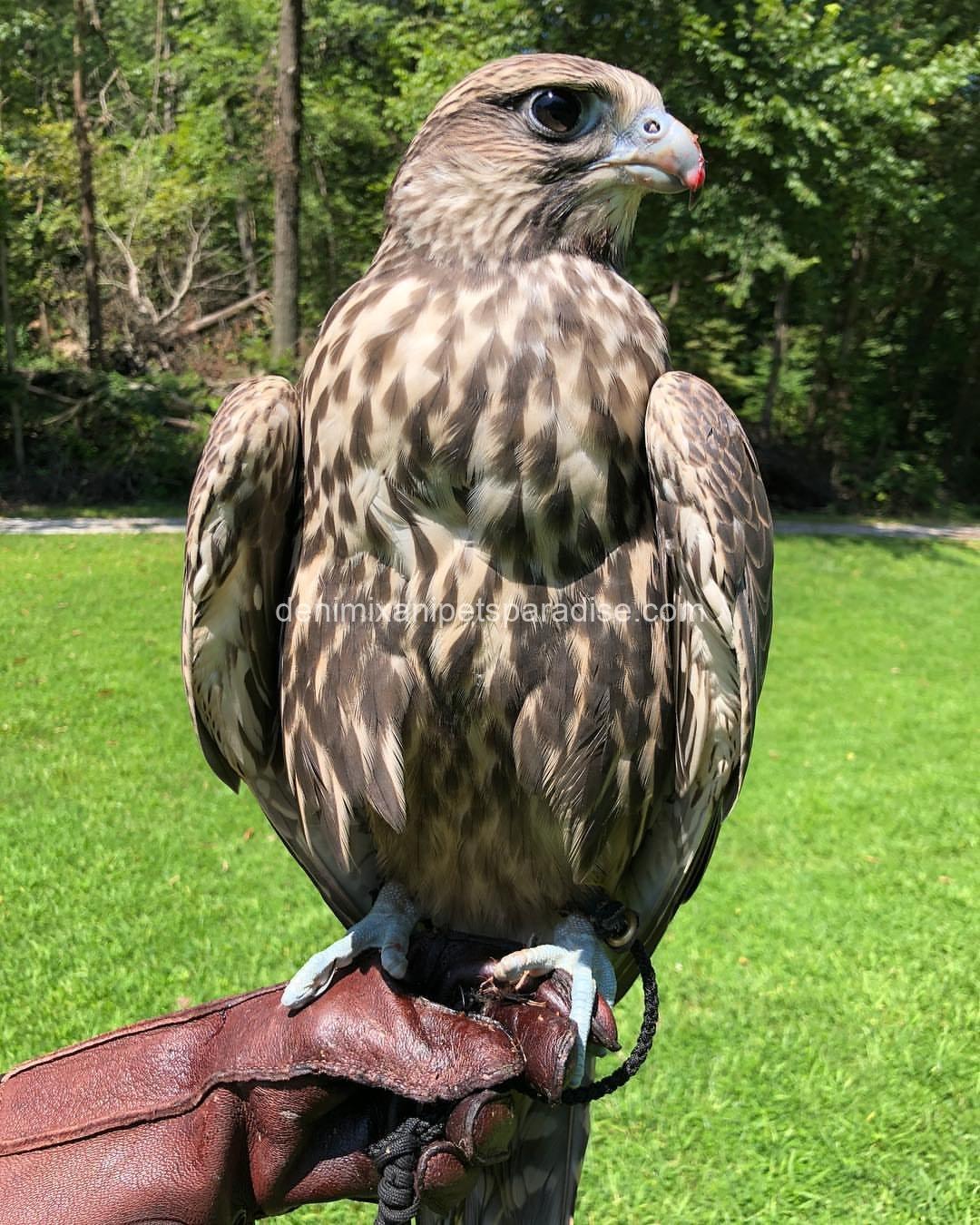 Saker Falcon Available 6 Saker Falcon Available - Image 6