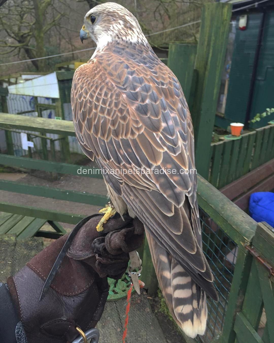 Saker Falcon Available 4 Saker Falcon Available - Image 4