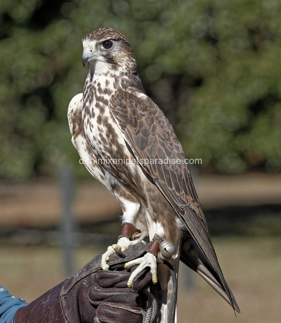 Saker Falcon Available 3 Saker Falcon Available - Image 3