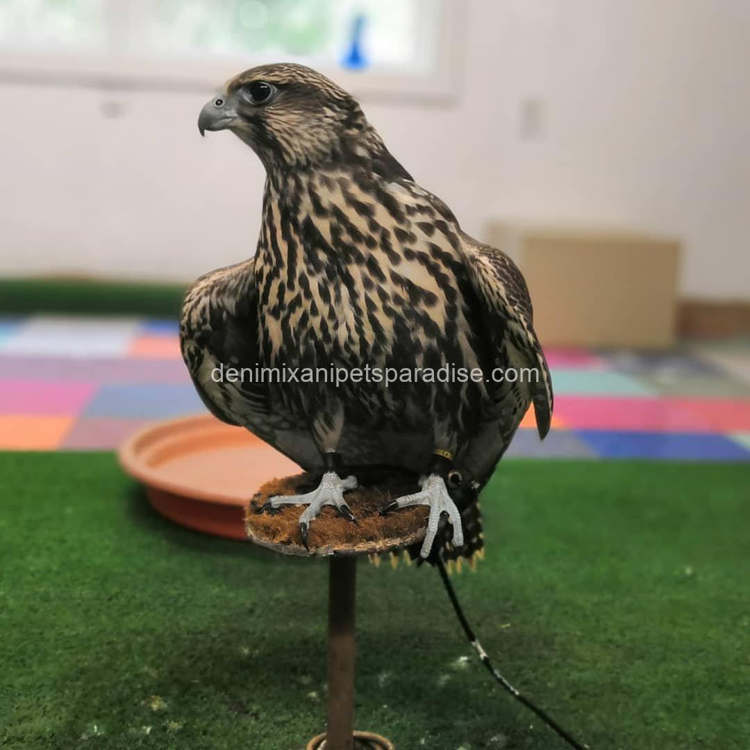Saker Falcon Available 5 Saker Falcon Available - Image 5