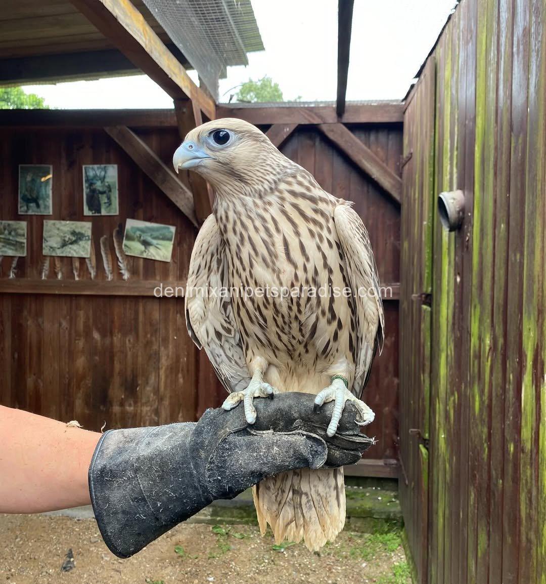 Saker Falcon Available 8 Saker Falcon Available - Image 8