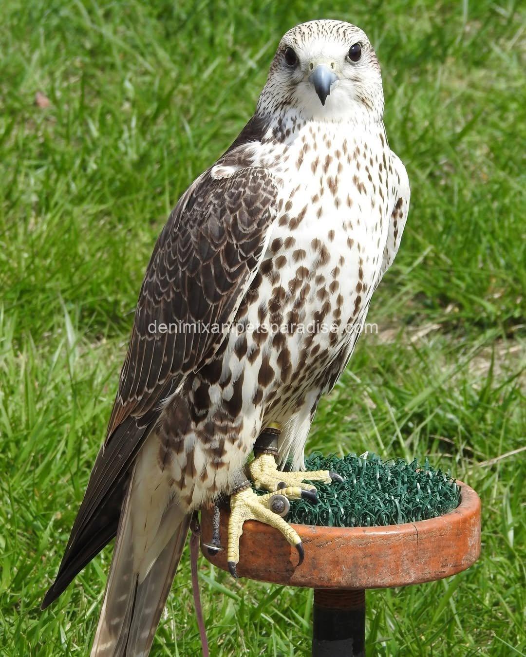 Saker Falcon Available 10 Saker Falcon Available - Image 10