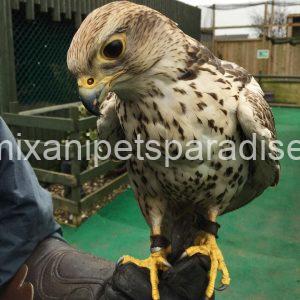 Saker Falcon Available