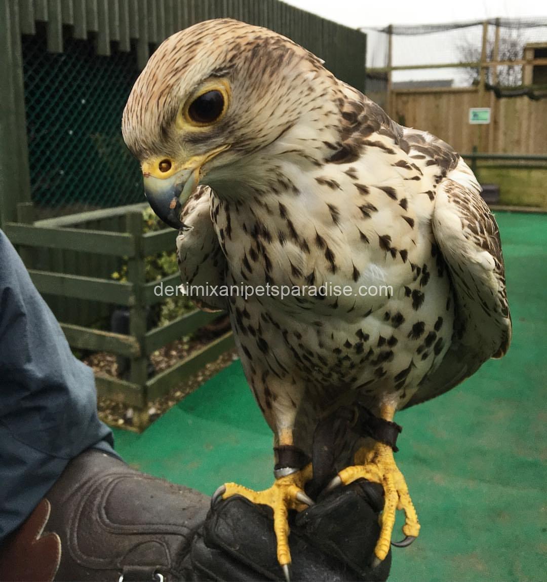 Saker Falcon Available 1 Saker Falcon Available