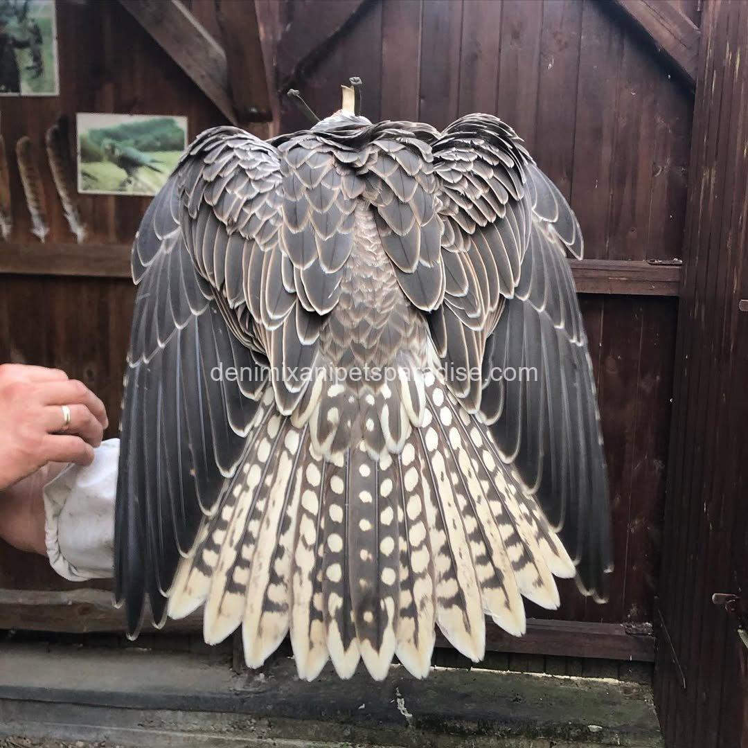 Saker Falcon Available 7 Saker Falcon Available - Image 7