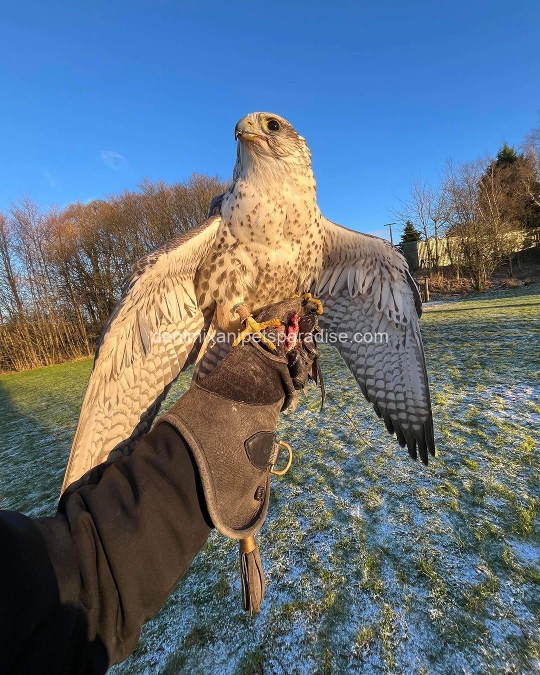 Saker Falcon Available 2 Saker Falcon Available - Image 2